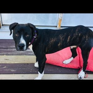 Meet your Posher, Rosalie